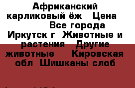 Африканский карликовый ёж › Цена ­ 6 000 - Все города, Иркутск г. Животные и растения » Другие животные   . Кировская обл.,Шишканы слоб.